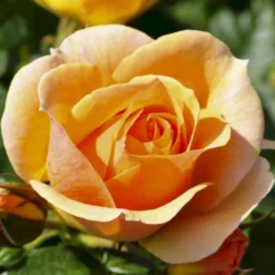 'Hansestadt Rostock'® Rosa X 'Hansestadt Rostock'® (Buketrose) A-Kvalitet,- Barrods Roser Min. 3 Grene