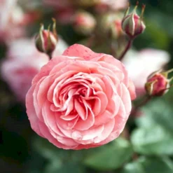 'Schackenborg'™ Rosa X 'Schackenborg'™ (Slotsrose) A-Kvalitet,- Barrods Roser Min. 3 Grene -Tilbud Lys Haven Butik p333 51853 rosa x schackenborg slotsrose d7d9