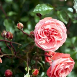 'Schackenborg'™ Rosa X 'Schackenborg'™ (Slotsrose) A-Kvalitet,- Barrods Roser Min. 3 Grene -Tilbud Lys Haven Butik p333 51854 rosa x schackenborg slotsrose 4f6b