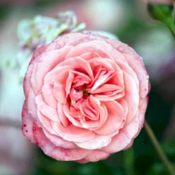 'Schackenborg'™ Rosa X 'Schackenborg'™ (Slotsrose) A-Kvalitet,- Barrods Roser Min. 3 Grene -Tilbud Lys Haven Butik p333 51855 rosa x schackenborg slotsrose 3735