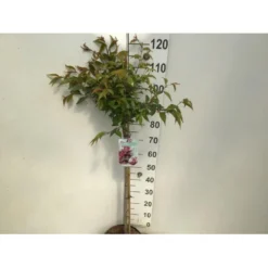 Japansk Bjergkirsebær 'Okame' Prunus 'Okame' Opstammet 90 Cm. 7,5 Liter Potte