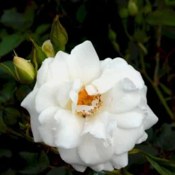'Schneewittchen'® Rosa X 'Schneewittchen'® (Buketrose) A-Kvalitet,- Barrods Roser Min. 3 Grene -Tilbud Lys Haven Butik p334 51703 rosa x schneewittchen buketrose 404a