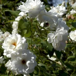 'Schneewittchen'® Rosa X 'Schneewittchen'® (Buketrose) A-Kvalitet,- Barrods Roser Min. 3 Grene -Tilbud Lys Haven Butik p334 51704 rosa x schneewittchen buketrose aaba