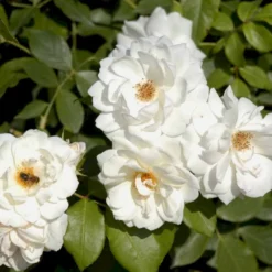 'Schneewittchen'® Rosa X 'Schneewittchen'® (Buketrose) A-Kvalitet,- Barrods Roser Min. 3 Grene -Tilbud Lys Haven Butik p334 51705 rosa x schneewittchen buketrose c258