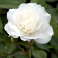 'Schneewittchen'® Rosa X 'Schneewittchen'® (Buketrose) A-Kvalitet,- Barrods Roser Min. 3 Grene -Tilbud Lys Haven Butik p334 51706 rosa x schneewittchen buketrose 7180