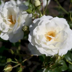 'Schneewittchen'® Rosa X 'Schneewittchen'® (Buketrose) A-Kvalitet,- Barrods Roser Min. 3 Grene -Tilbud Lys Haven Butik p334 53652 rosa x schneewittchen buketrose d99c