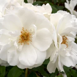 'Schneewittchen'® Rosa X 'Schneewittchen'® (Buketrose) A-Kvalitet,- Barrods Roser Min. 3 Grene -Tilbud Lys Haven Butik p334 53653 rosa x schneewittchen buketrose f2c6
