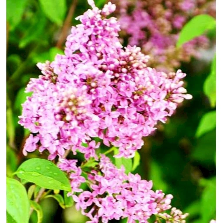 Kinesisk Syrén Syringa Chinensis Med Klump,- 100-120 Cm. 1 Kinesisk Syrén Syringa Chinensis Med Klump,- 100-120 Cm.