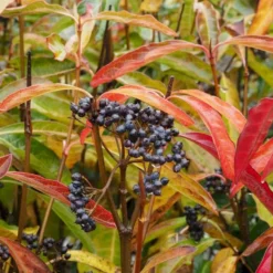 Kongebusk 'Splendid Choiz' Viburnum Nudum 'Splendid Choiz' 5 Liter -Tilbud Lys Haven Butik p33523 53292 viburnum nudum splendid choiz a1f5