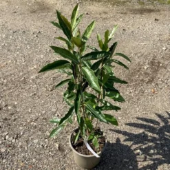 Kongebusk 'Splendid Choiz' Viburnum Nudum 'Splendid Choiz' 5 Liter -Tilbud Lys Haven Butik p33523 53293 viburnum nudum splendid choiz 0880