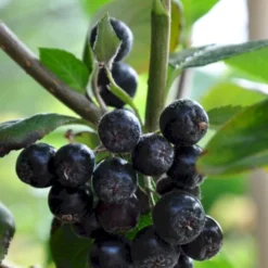 Storfrugtet Surbær 'Viking' Aronia Melanocarpa 'Viking' Potte 3,0 Liter,- Opbundet