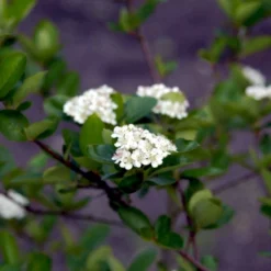 Storfrugtet Surbær 'Viking' Aronia Melanocarpa 'Viking' Potte 3,0 Liter,- Opbundet -Tilbud Lys Haven Butik p33566 48518 aronia melanocarpa viking b33b