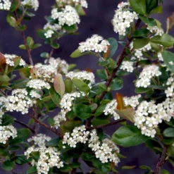 Storfrugtet Surbær 'Viking' Aronia Melanocarpa 'Viking' Potte 3,0 Liter,- Opbundet -Tilbud Lys Haven Butik p33566 48519 aronia melanocarpa viking bc64