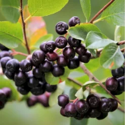 Storfrugtet Surbær 'Viking' Aronia Melanocarpa 'Viking' Potte 3,0 Liter,- Opbundet -Tilbud Lys Haven Butik p33566 50535 aronia melanocarpa viking defc