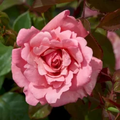 'Sofiero'™ Rosa X 'Sofiero'™ (Slotsrose) A-Kvalitet,- Barrods Roser Min. 3 Grene -Tilbud Lys Haven Butik p337 51859 rosa x sofiero slotsrose c8a5