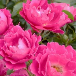 'Sommer 2000' Rosa X 'Sommer 2000' (Buketrose) A-Kvalitet,- Barrods Roser Min. 3 Grene -Tilbud Lys Haven Butik p338 51717 rosa x sommer 2000 buketrose 519d