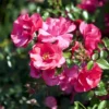 'Sommermärchen'® Rosa X 'Sommermärchen'® (Bunddækkerose) A-Kvalitet,- Barrods Roser Min. 3 Grene