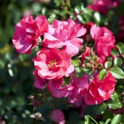 'Sommermärchen'® Rosa X 'Sommermärchen'® (Bunddækkerose) A-Kvalitet,- Barrods Roser Min. 3 Grene