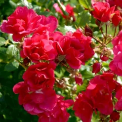 'Sommermärchen'® Rosa X 'Sommermärchen'® (Bunddækkerose) A-Kvalitet,- Barrods Roser Min. 3 Grene -Tilbud Lys Haven Butik p339 51719 rosa x sommermaerchen bunddaekkerose 682e