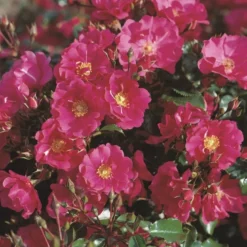 'Sommermärchen'® Rosa X 'Sommermärchen'® (Bunddækkerose) A-Kvalitet,- Barrods Roser Min. 3 Grene -Tilbud Lys Haven Butik p339 53658 rosa x sommermaerchen bunddaekkerose 7b79