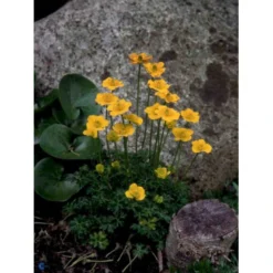 Dværg-Engblomme Trollius Pumilus 1 Liter Potte