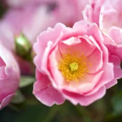 'Sommerwind'® Rosa X 'Sommerwind'® (Buketrose) A-Kvalitet,- Barrods Roser Min. 3 Grene