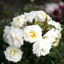 'Summer™ Palace'® Rosa X 'Summer™ Palace'® (Palacerose) A-Kvalitet,- Barrods Roser Min. 3 Grene -Tilbud Lys Haven Butik p341 51910 rosa x summer palace palacerose 0062
