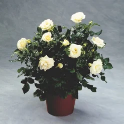 'Summer™ Palace'® Rosa X 'Summer™ Palace'® (Palacerose) A-Kvalitet,- Barrods Roser Min. 3 Grene -Tilbud Lys Haven Butik p341 51911 rosa x summer palace palacerose 0f32