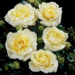 'Summer™ Palace'® Rosa X 'Summer™ Palace'® (Palacerose) A-Kvalitet,- Barrods Roser Min. 3 Grene -Tilbud Lys Haven Butik p341 51912 rosa x summer palace palacerose fa3e