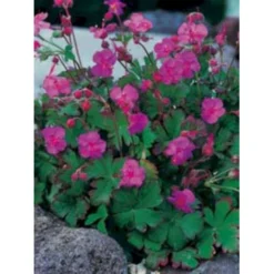 Engelsk Storkenæb 'Karmina' Geranium Cantabrigiense 'Karmina' 10 Cm. Potte