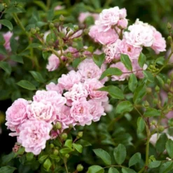 'The Fairy' Rosa X 'The Fairy' (Bunddækkerose) A-Kvalitet,- Barrods Roser Min. 3 Grene -Tilbud Lys Haven Butik p343 51731 rosa x the fairy bunddaekkerose 0bd3