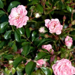 'The Fairy' Rosa X 'The Fairy' (Bunddækkerose) A-Kvalitet,- Barrods Roser Min. 3 Grene -Tilbud Lys Haven Butik p343 51732 rosa x the fairy bunddaekkerose 404f