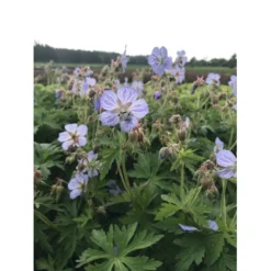 Eng-Storkenæb 'Mrs Kendall Clark' Geranium Pratense 'Mrs Kendall Clark' 1 Liter Potte