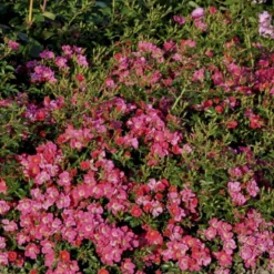 'Tommelise'® Rosa X 'Tommelise'® A-Kvalitet,- Barrods Roser Min. 3 Grene