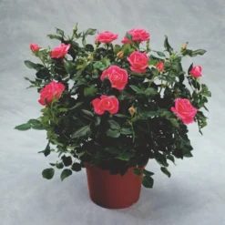 'Topkapi™ Palace'® Rosa X 'Topkapi™ Palace'® (Palacerose) A-Kvalitet,- Barrods Roser Min. 3 Grene -Tilbud Lys Haven Butik p346 51914 rosa x topkapi palace palacerose 52a5