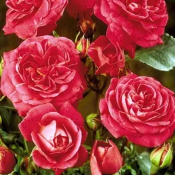 'Topkapi™ Palace'® Rosa X 'Topkapi™ Palace'® (Palacerose) A-Kvalitet,- Barrods Roser Min. 3 Grene -Tilbud Lys Haven Butik p346 51917 rosa x topkapi palace palacerose 4049