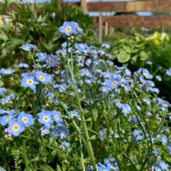 Eng-Forglemmigej 'Nixenauge' Myosotis Palustris 'Nixenauge' 10 Cm. Potte