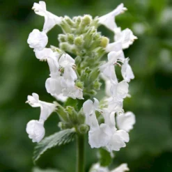 Blåkant 'Alba' Nepeta Faassenii 'Alba' 10 Cm. Potte