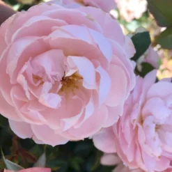 'Jim The Viking'™ Rosa X 'Jim The Viking'™ (Buketrose) A-Kvalitet,- Barrods Roser Min. 3 Grene