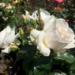 'Inger Forever'™ Rosa X 'Inger Forever'™ (Buketrose) A-Kvalitet,- Barrods Roser Min. 3 Grene 9 'Inger Forever'™ Rosa X 'Inger Forever'™ (Buketrose) A-Kvalitet,- Barrods Roser Min. 3 Grene -Tilbud Lys Haven Butik p34757 51555 rosa x inger forever buketrose 7687