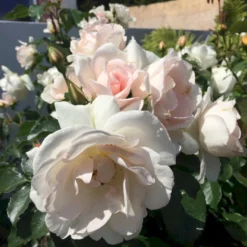 'Inger Forever'™ Rosa X 'Inger Forever'™ (Buketrose) A-Kvalitet,- Barrods Roser Min. 3 Grene 11 'Inger Forever'™ Rosa X 'Inger Forever'™ (Buketrose) A-Kvalitet,- Barrods Roser Min. 3 Grene -Tilbud Lys Haven Butik p34757 51557 rosa x inger forever buketrose 536a
