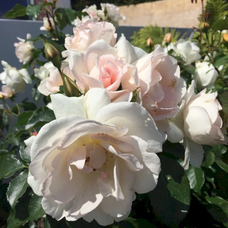 'Inger Forever'™ Rosa X 'Inger Forever'™ (Buketrose) A-Kvalitet,- Barrods Roser Min. 3 Grene 5 'Inger Forever'™ Rosa X 'Inger Forever'™ (Buketrose) A-Kvalitet,- Barrods Roser Min. 3 Grene - Billede 5