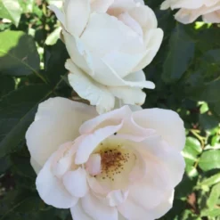'Inger Forever'™ Rosa X 'Inger Forever'™ (Buketrose) A-Kvalitet,- Barrods Roser Min. 3 Grene 13 'Inger Forever'™ Rosa X 'Inger Forever'™ (Buketrose) A-Kvalitet,- Barrods Roser Min. 3 Grene -Tilbud Lys Haven Butik p34757 51559 rosa x inger forever buketrose f548