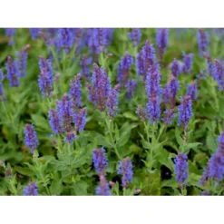 Staude-Salvie 'Blauhügel' Salvia Nemorosa 'Blauhügel' 1 Liter Potte