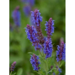 Staude-Salvie 'Blauhügel' Salvia Nemorosa 'Blauhügel' 1 Liter Potte 9 Staude-Salvie 'Blauhügel' Salvia Nemorosa 'Blauhügel' 1 Liter Potte -Tilbud Lys Haven Butik p3476 36402 salvia nemorosa blauhuegel 8065