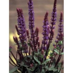 Staude-Salvie 'Caradonna' Salvia Nemorosa 'Caradonna' 1 Liter Potte