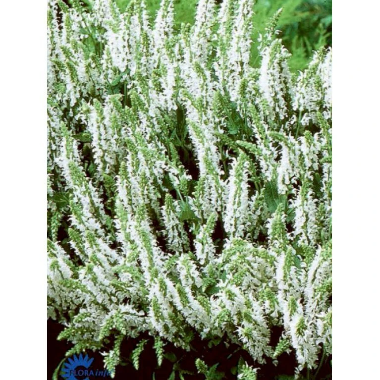 Staude-Salvie 'Schneehügel' Salvia Nemorosa 'Schneehügel' 1 Liter Potte 1 Staude-Salvie 'Schneehügel' Salvia Nemorosa 'Schneehügel' 1 Liter Potte