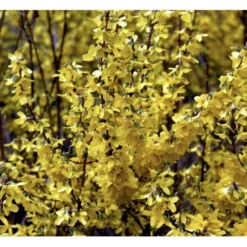 Forsythia 'Minigold' Forsythia Intermedia 'Minigold' Potte 2,0 Liter,- 40-60 Cm. -Tilbud Lys Haven Butik p34801 36902 forsythia intermedia minigold 05a7