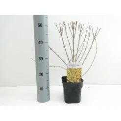 Forsythia 'Minigold' Forsythia Intermedia 'Minigold' Potte 2,0 Liter,- 40-60 Cm.