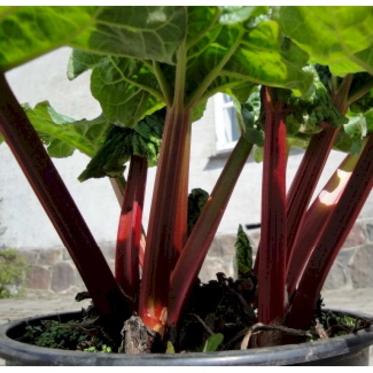 Rabarber 'Sutton Seedless' Rheum 'Sutton Seedless' (vinrabarber) 3,5 Liter Potte 1 Rabarber 'Sutton Seedless' Rheum 'Sutton Seedless' (vinrabarber) 3,5 Liter Potte